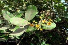 Avicennia marina var. acutissima